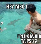 Requin