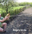Angry Birds