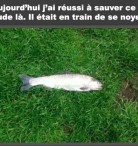 Sauveur