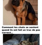 Chiens VS Chats