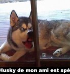 Husky