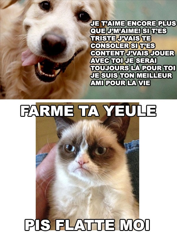 Chien Vs Chat Conneriesqc