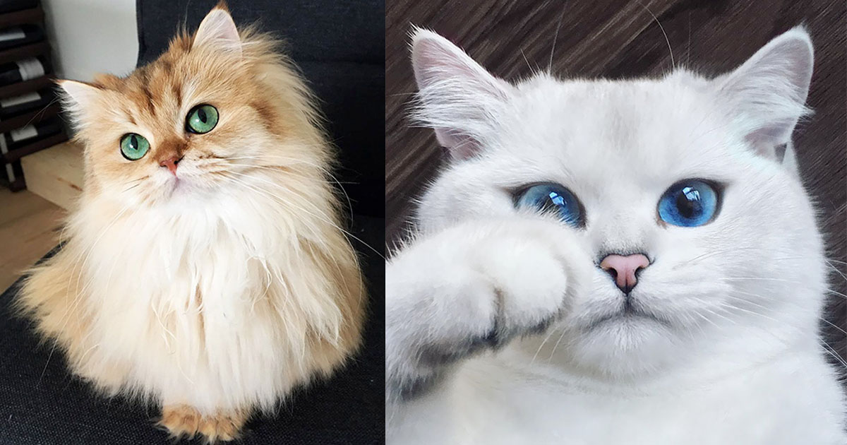 Les 10 chats les plus magnifiques au monde