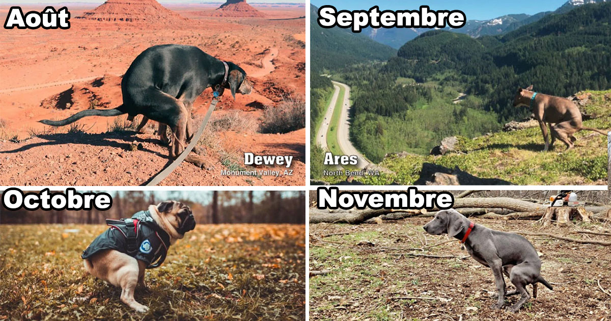 Cette compagnie crée uniquement des produits de chiens qui font caca et