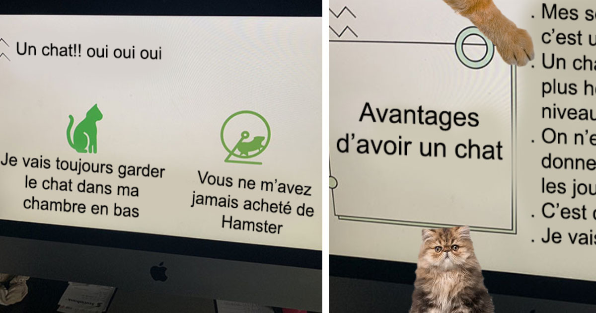 Une Jeune Fille A Fait Une Presentation Power Point Pour Convaincre Ses Parents D Acheter Un Chat