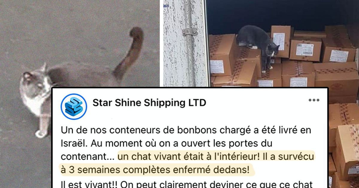 Un Chat Est Enferme Pendant 3 Semaines Dans Un Conteneur Et Survit En Mangeant Des Bonbons Un Chat Est Enferme Pendant 3 Semaines Dans Un Conteneur Et Survit En Mangeant Des Bonbons