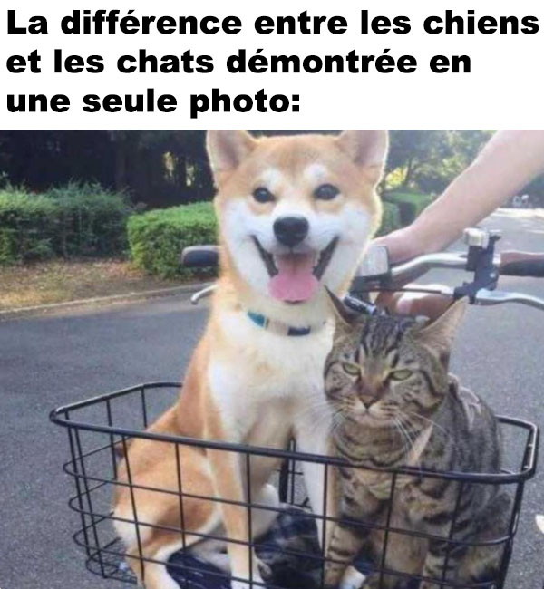 Chiens Et Chats Chiens Et Chats