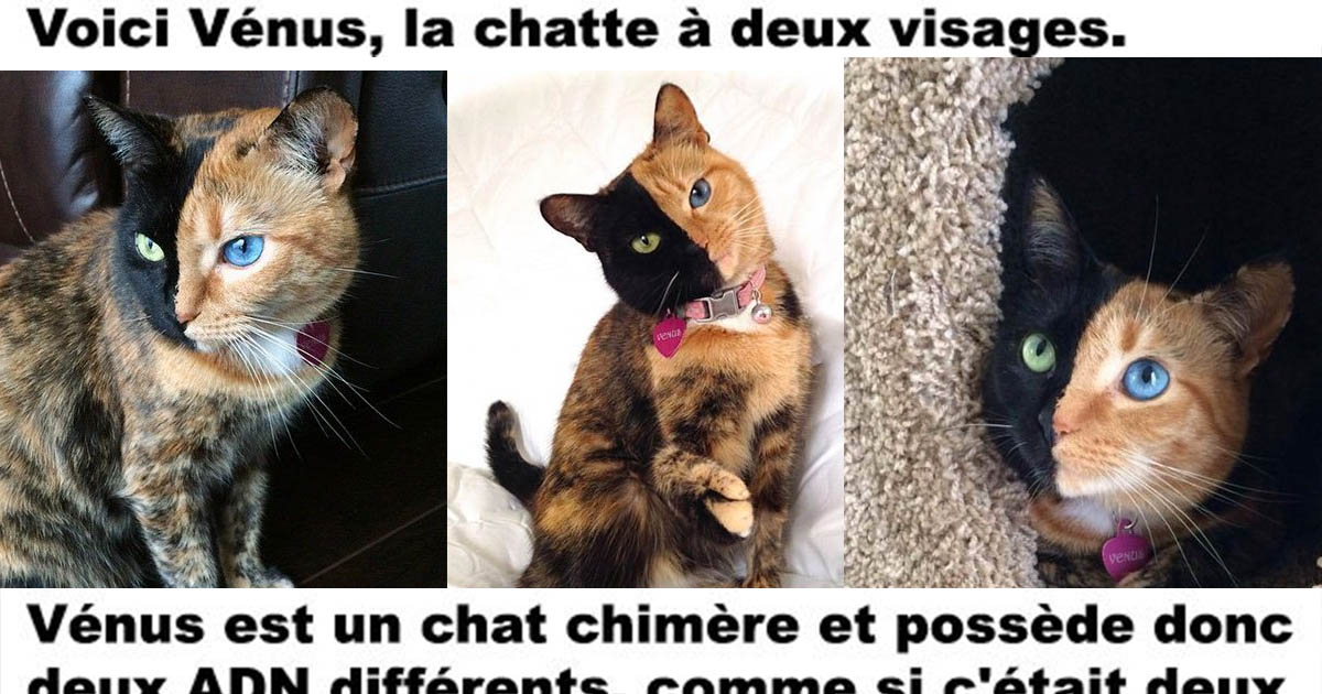 L Histoire De La Chatte Venus Le Chat A 2 Visages