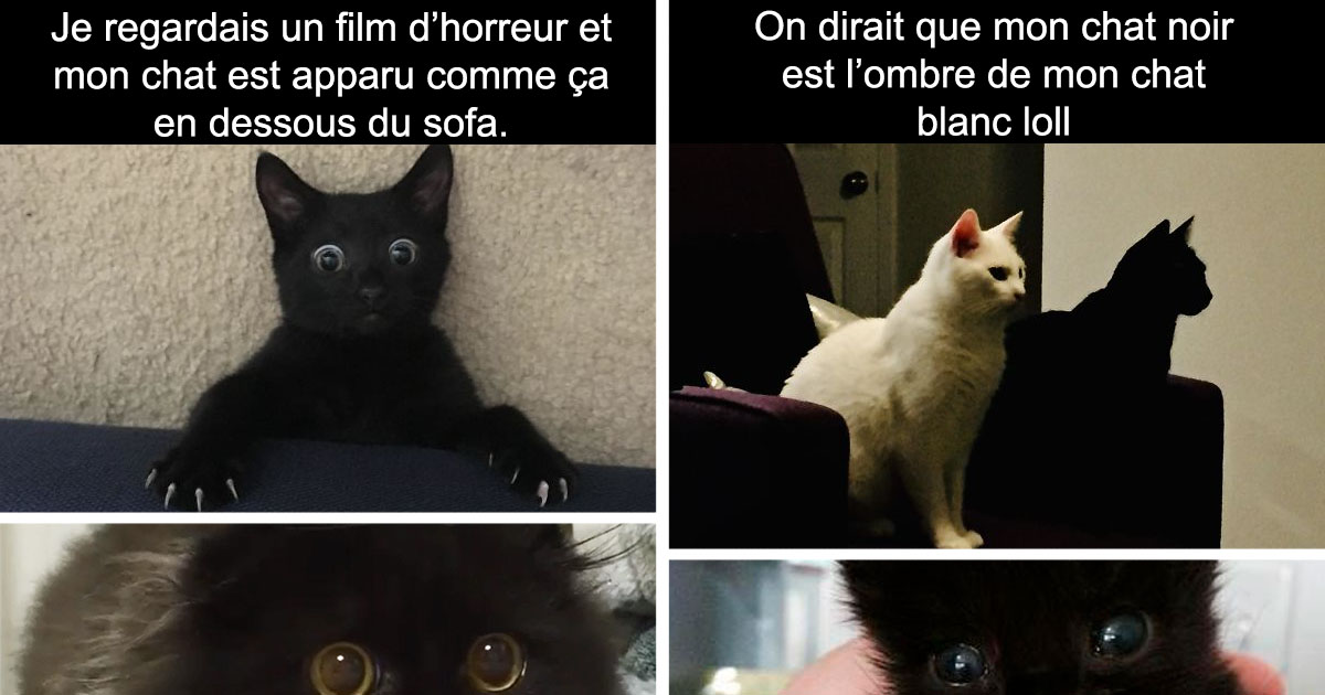 14 Photos Qui Prouvent Que Les Chats Noirs Sont Les Chats Les Plus Beaux Au Monde 14 Photos Qui Prouvent Que Les Chats Noirs Sont Les Chats Les Plus Beaux Au Monde