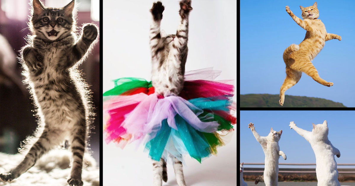 18 photos hilarantes de chats qui pratiquent leurs techniques de danse