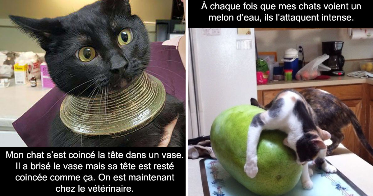 12 Chats Pas Tres Brillants Mais Extremement Attachants 12 Chats Pas Tres Brillants Mais Extremement Attachants