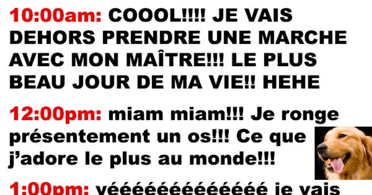 Journal Intime D Un Chien Vs Journal Intime D Un Chat