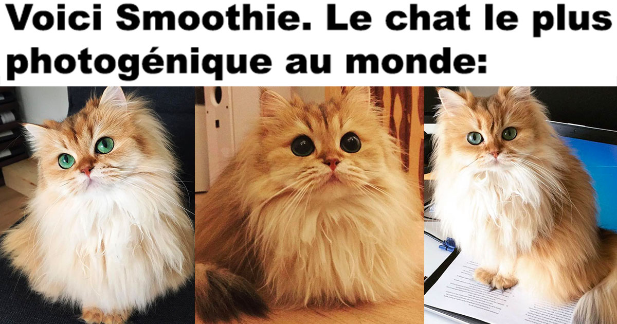 Smoothie Le Chat Le Plus Photogenique Au Monde