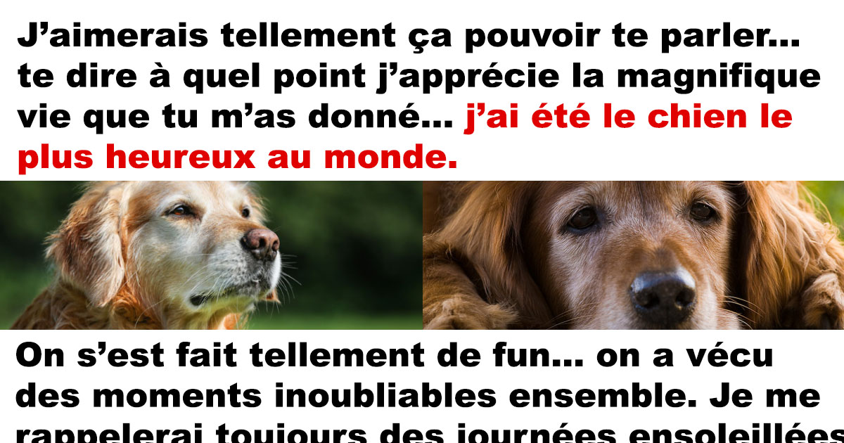 lettre chiens 2021