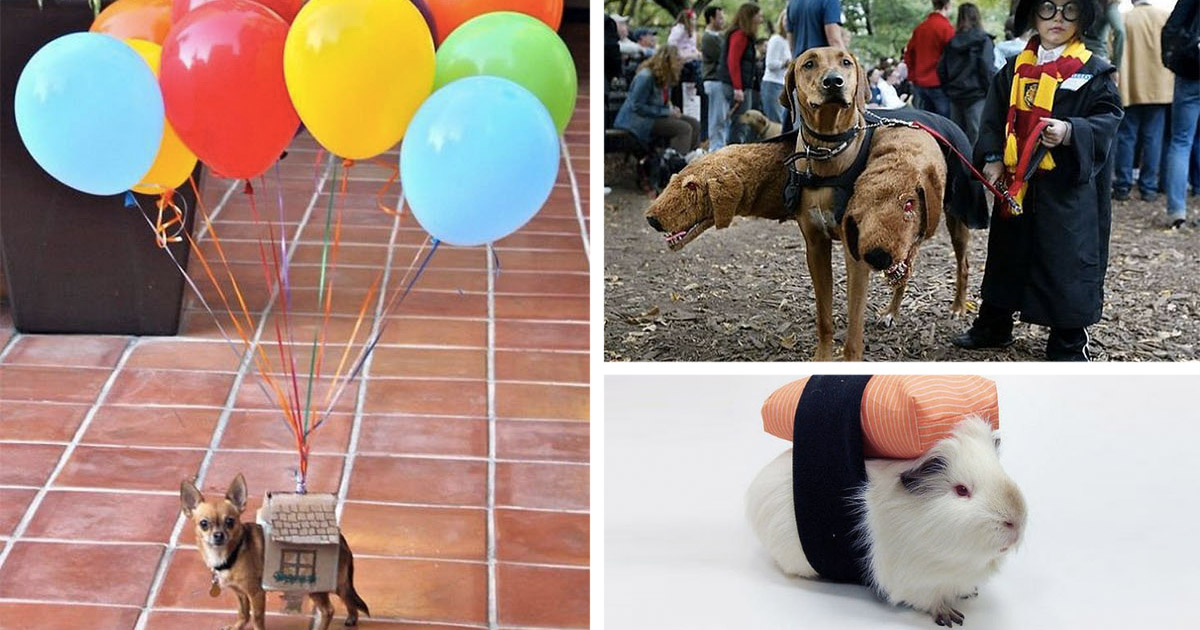 15 idées de déguisement pour votre animal de compagnie à l
