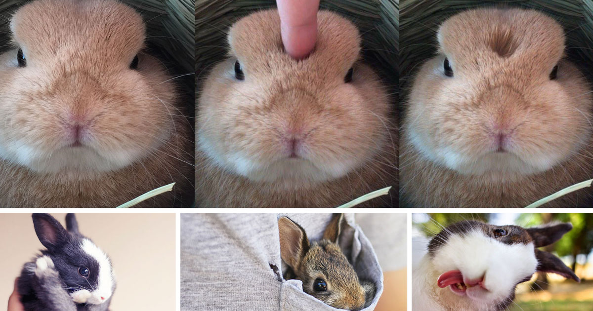 Les 14 lapins les plus mignons de l'univers pour la journée