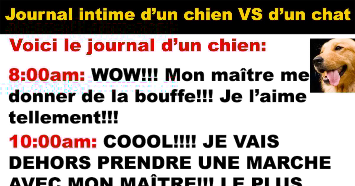 Le Journal Intime D Un Chien Vs D Un Chat