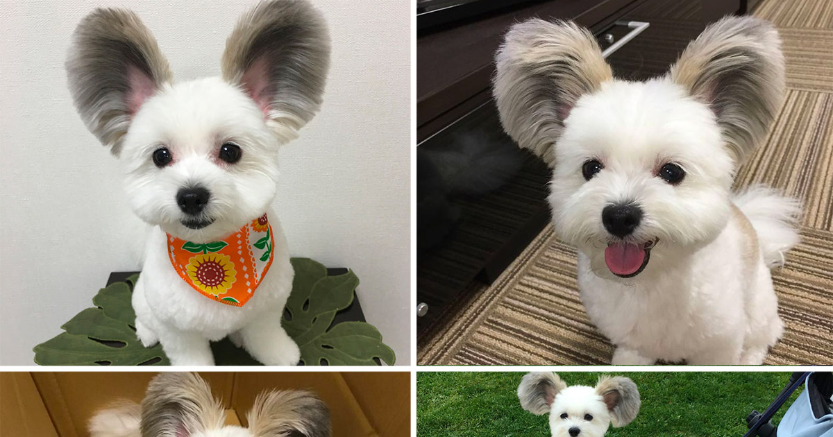 Comment S'appel Le Chien De Mickey Voici Goma le chien qui est né avec des oreilles de Mickey Mouse