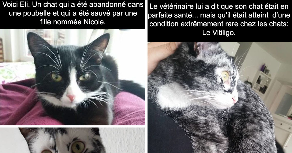 Elle Sauve Un Chat De 4 Mois Abandonne Dans Une Poubelle Et Qui Est Atteint De Vitiligo Elle Sauve Un Chat De 4 Mois Abandonne Dans Une Poubelle Et Qui Est Atteint De Vitiligo