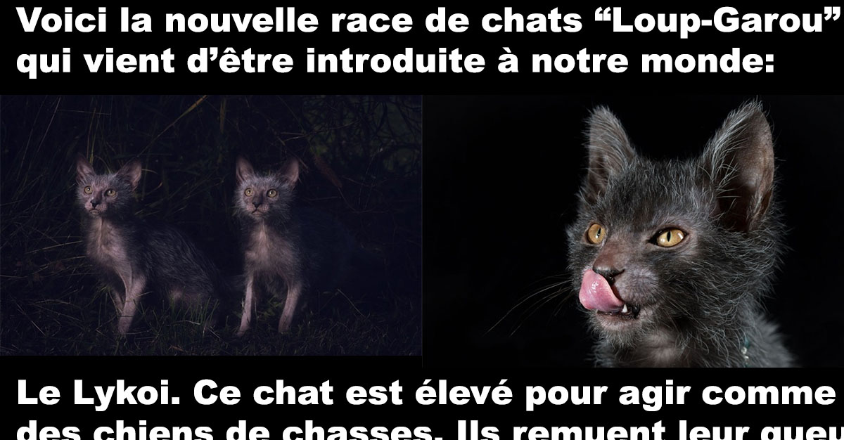 La Nouvelle Race De Chat Le Lykoi