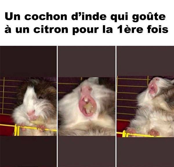 Un Cochon D Inde
