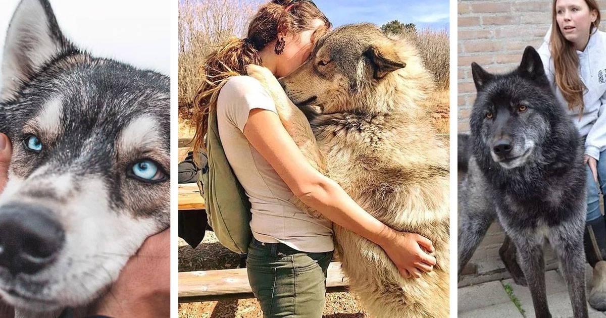 16 photos qui prouvent que les chiens qui ressemblent à des loups sont les plus belles créatures